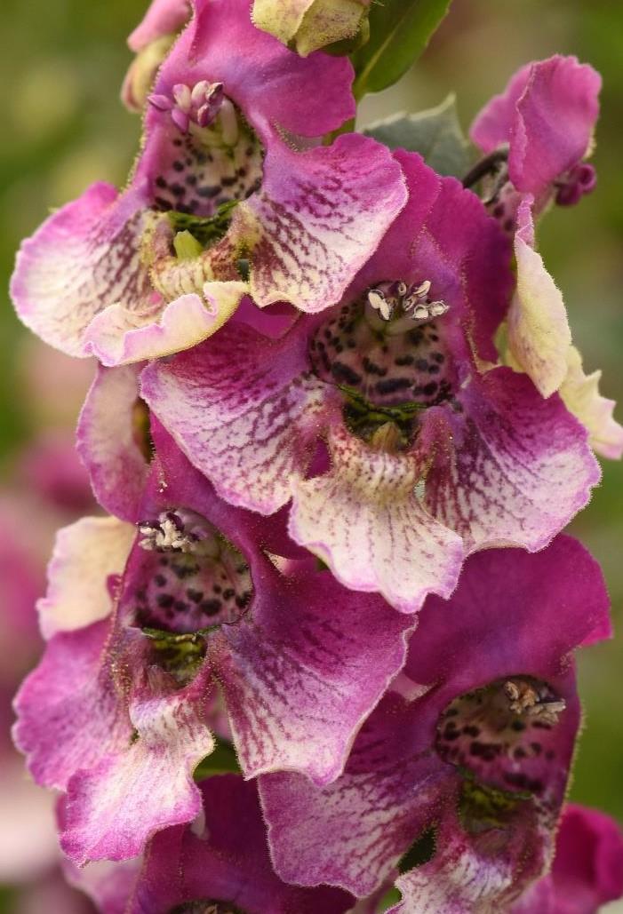 Angelonia Angeldance Fuchsia Bicolor - View 7 from www redcrocus com