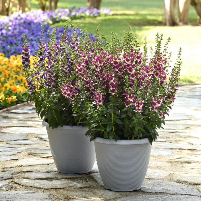 Angelonia Angeldance Fuchsia Bicolor - View 9 from www redcrocus com