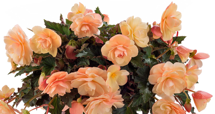 Begonia Fragrant Falls Peach - View 11 from www redcrocus com