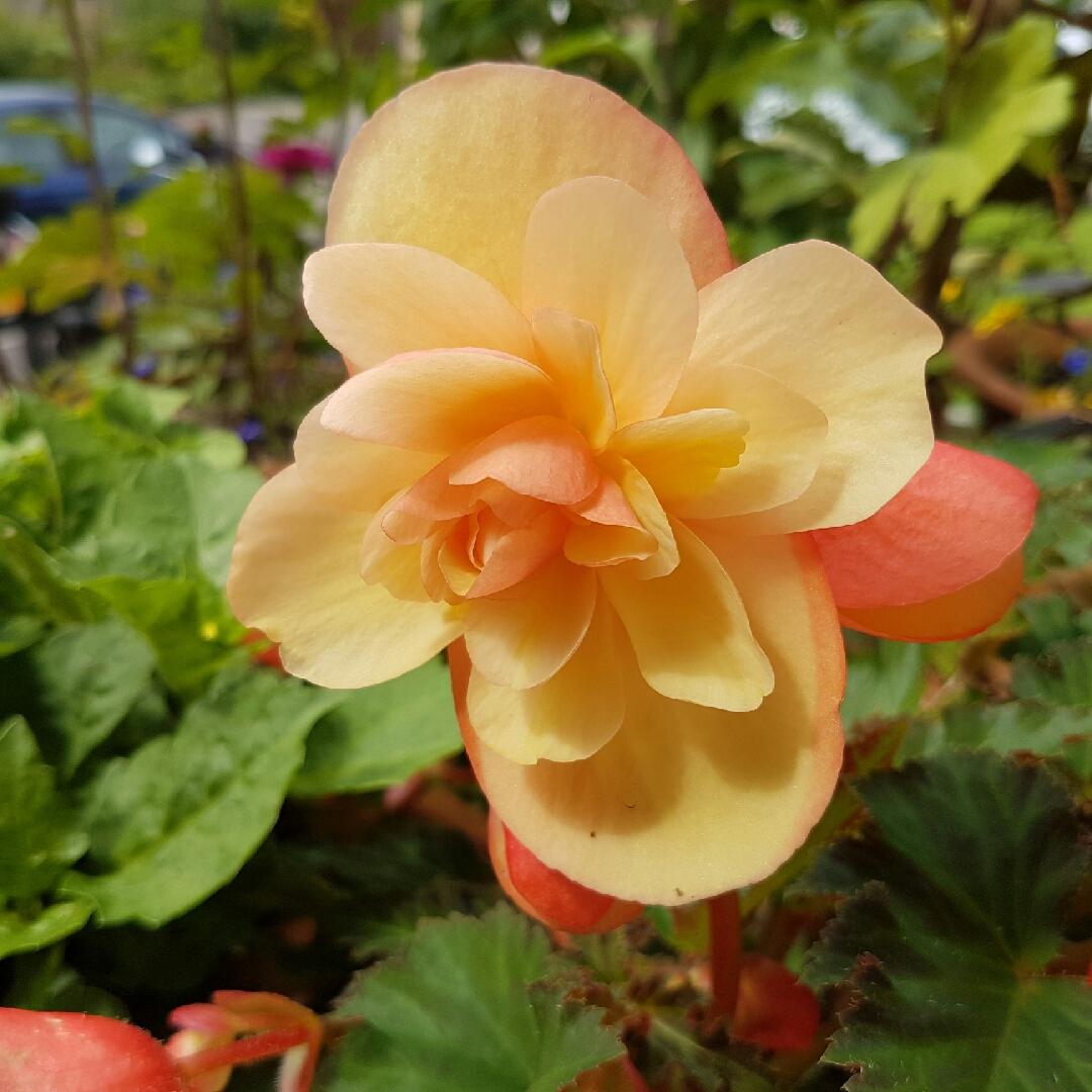 Begonia Fragrant Falls Peach - View 12 from www redcrocus com