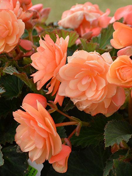 Begonia Fragrant Falls Peach - View 13 from www redcrocus com