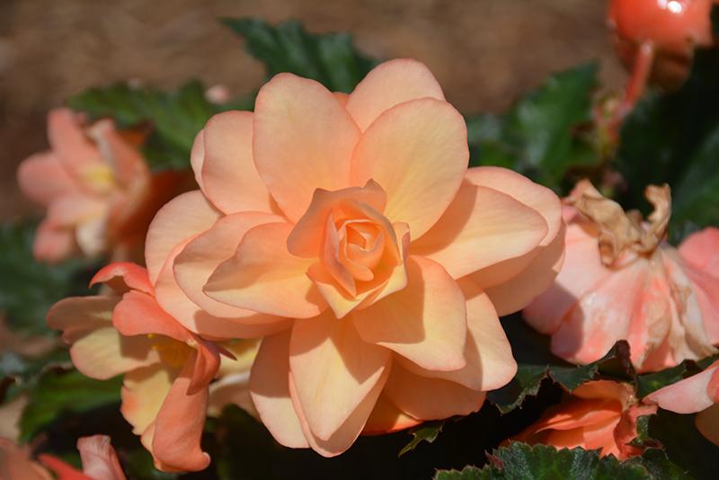 Begonia Fragrant Falls Peach - View 14 from www redcrocus com