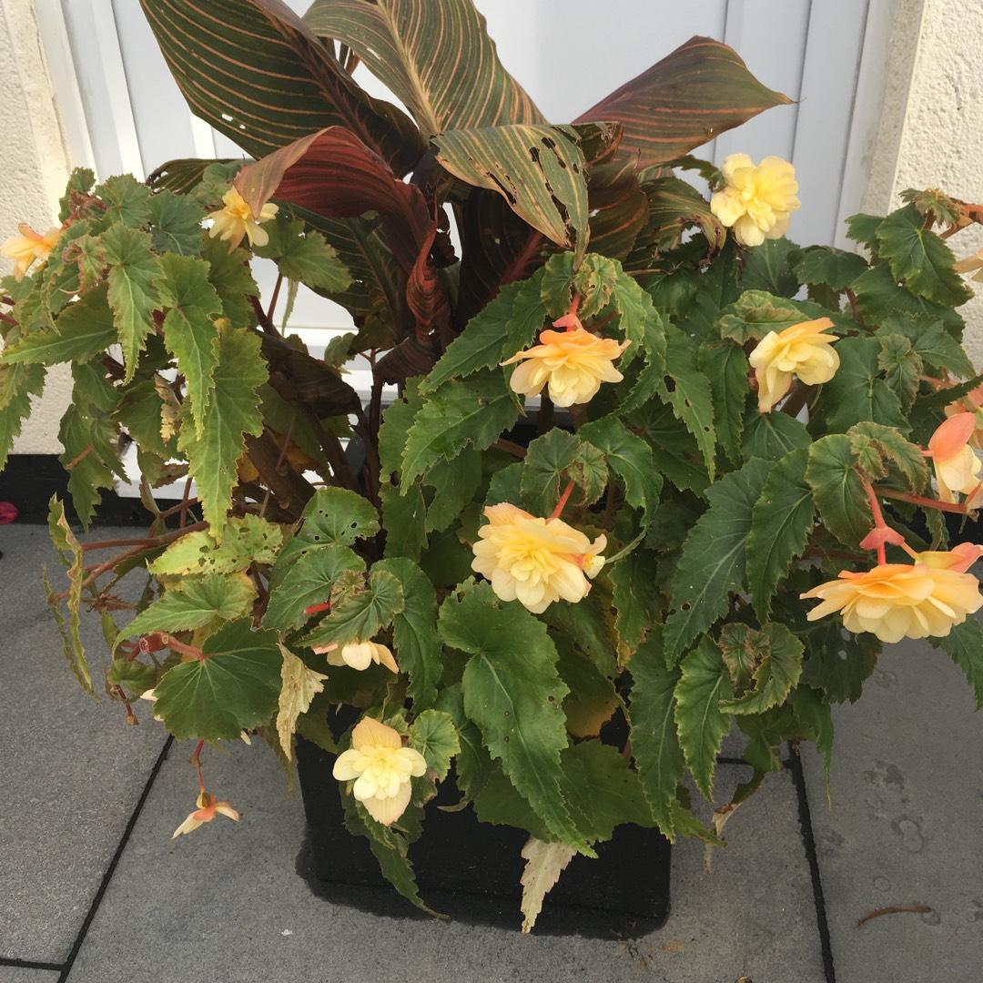 Begonia Fragrant Falls Peach - View 15 from www redcrocus com