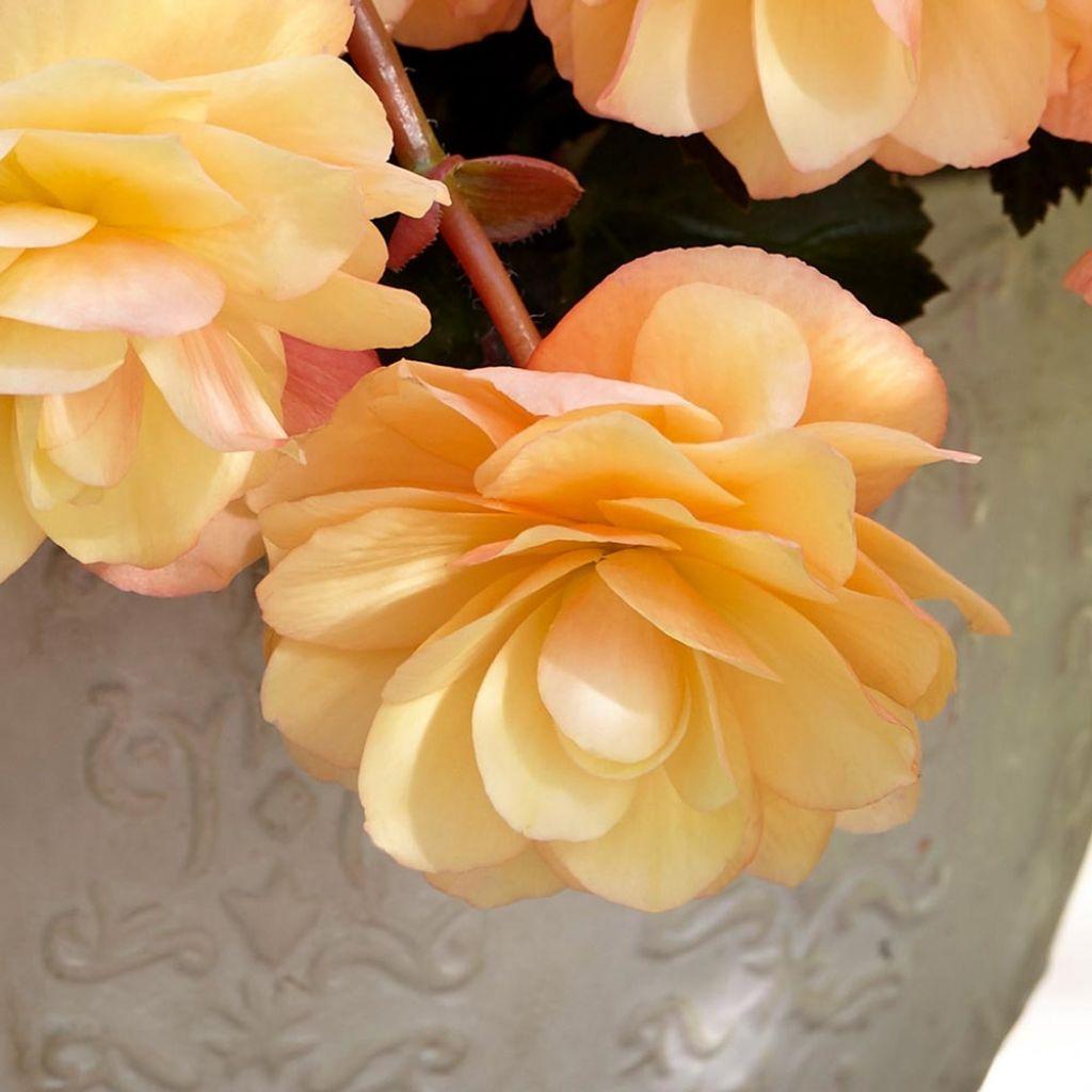 Begonia Fragrant Falls Peach - View 16 from www redcrocus com