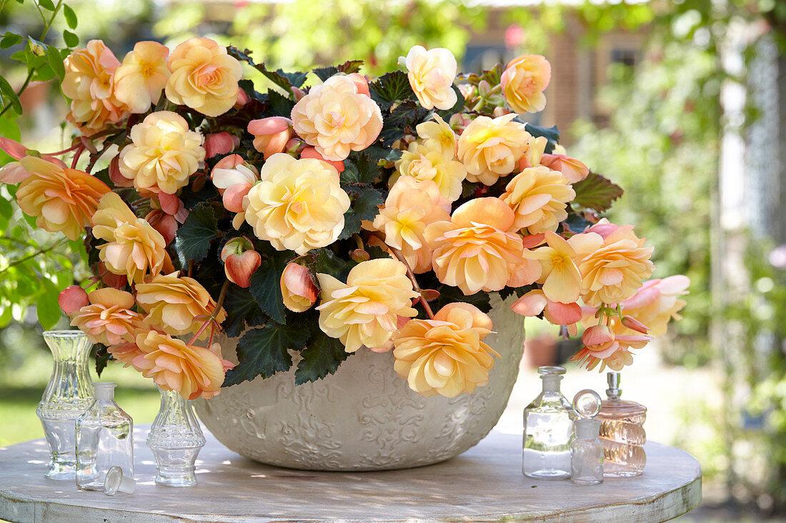 Begonia Fragrant Falls Peach - View 17 from www redcrocus com