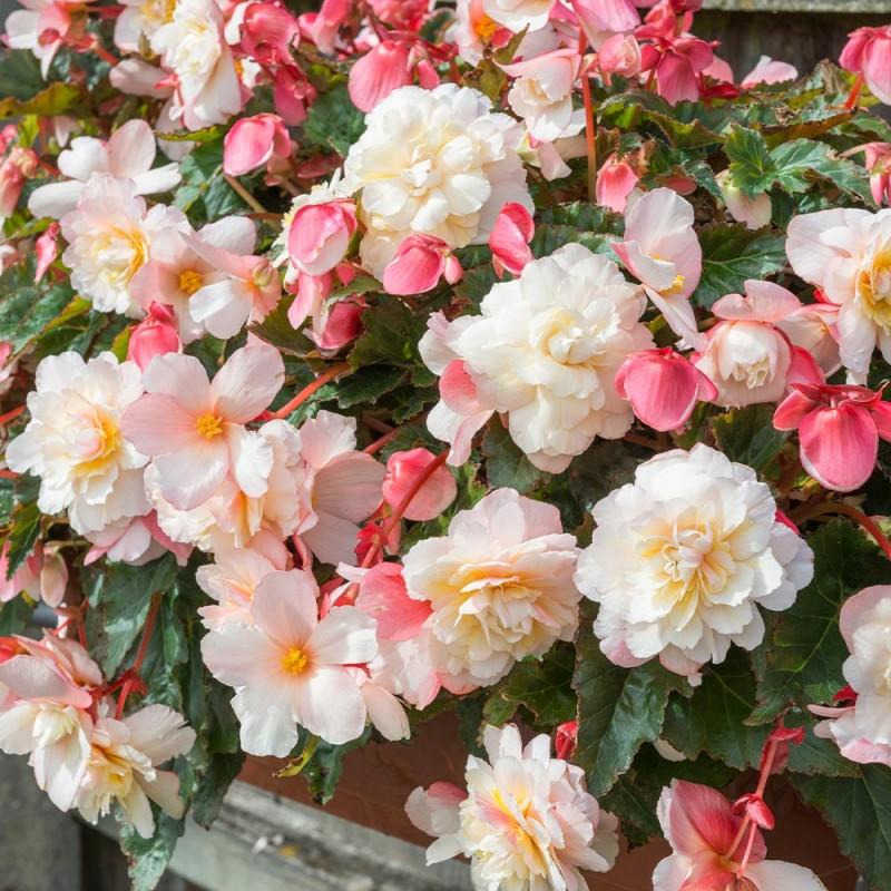Begonia Fragrant Falls Peach - View 18 from www redcrocus com