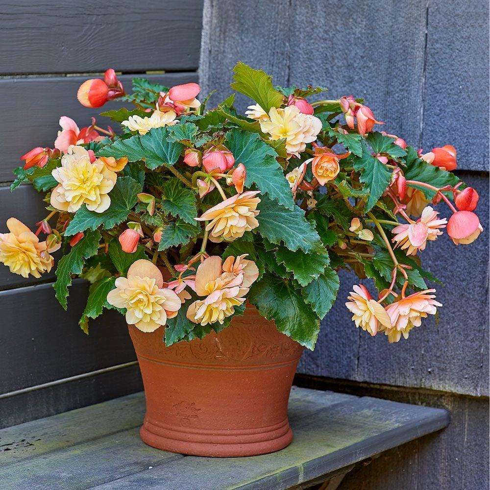 Begonia Fragrant Falls Peach - View 1 from www redcrocus com