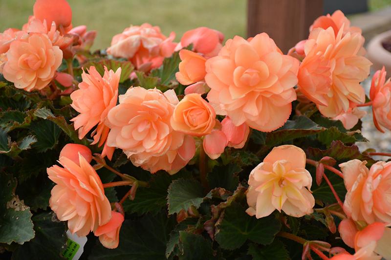 Begonia Fragrant Falls Peach - View 2 from www redcrocus com