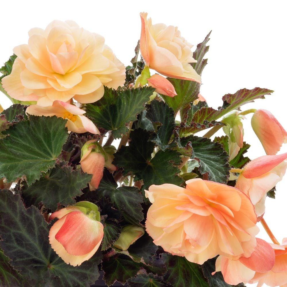 Begonia Fragrant Falls Peach - View 3 from www redcrocus com