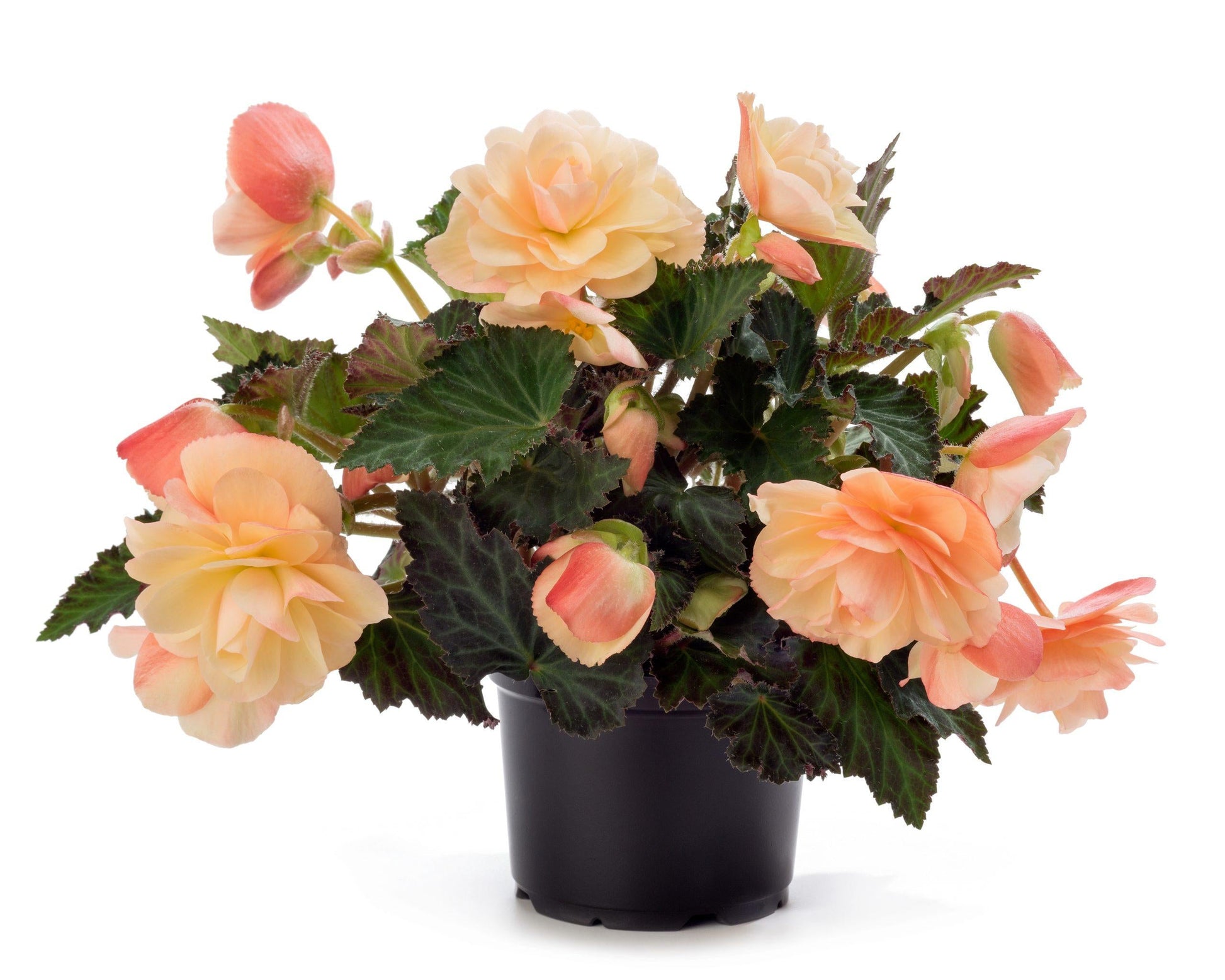 Begonia Fragrant Falls Peach - View 4 from www redcrocus com