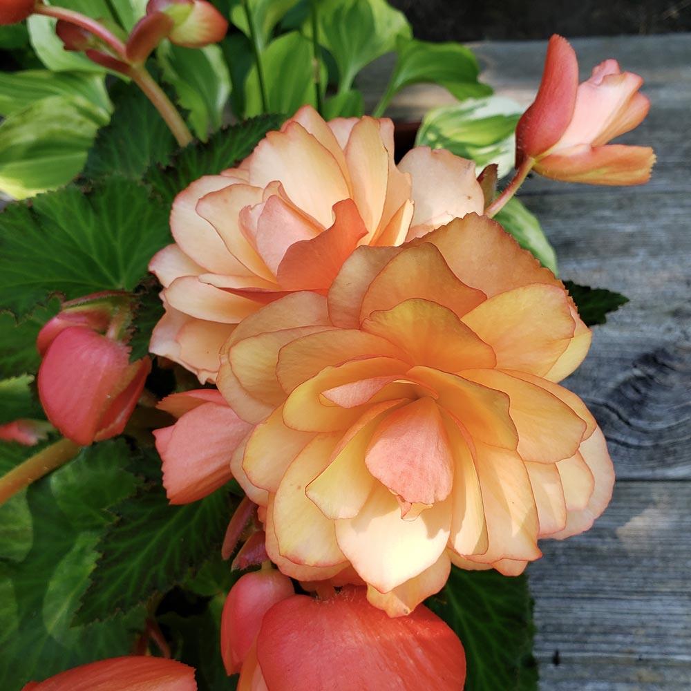 Begonia Fragrant Falls Peach - View 5 from www redcrocus com