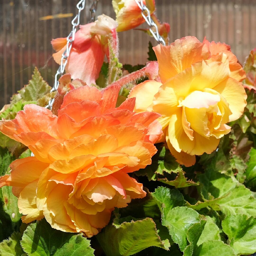 Begonia Fragrant Falls Peach - View 6 from www redcrocus com