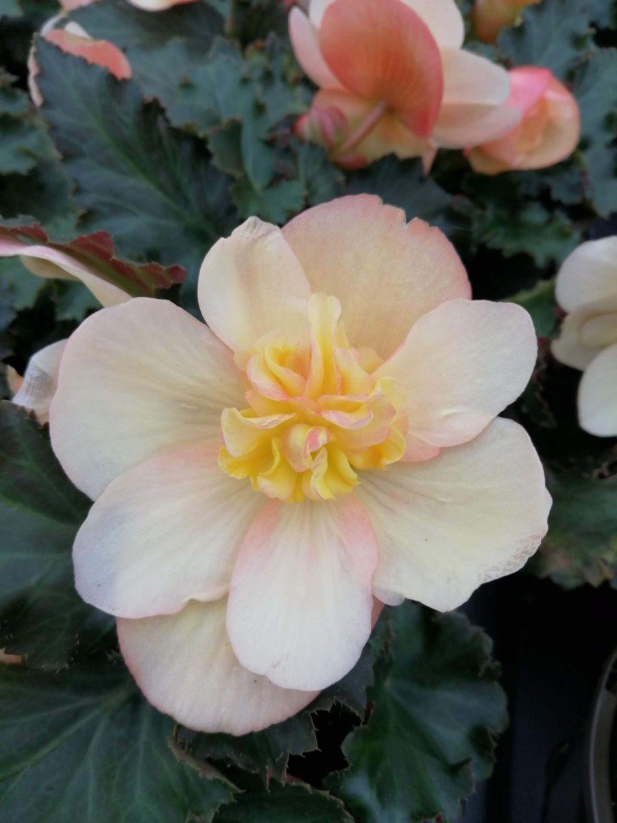 Begonia Fragrant Falls Peach - View 9 from www redcrocus com