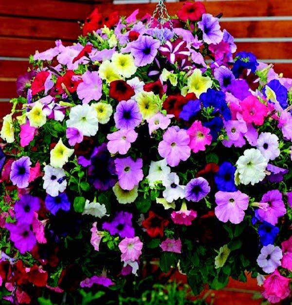 Petunia Easy Wave Beachcomber Mix - View 16 from www redcrocus com