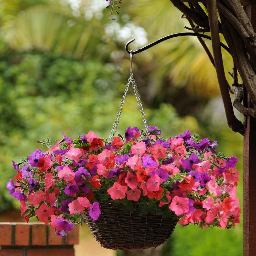 Petunia Easy Wave Beachcomber Mix - View 17 from www redcrocus com