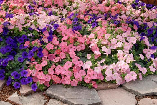 Petunia Easy Wave Beachcomber Mix - View 1 from www redcrocus com