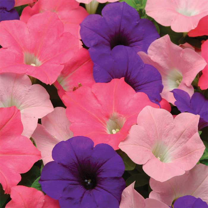 Petunia Easy Wave Beachcomber Mix - View 3 from www redcrocus com
