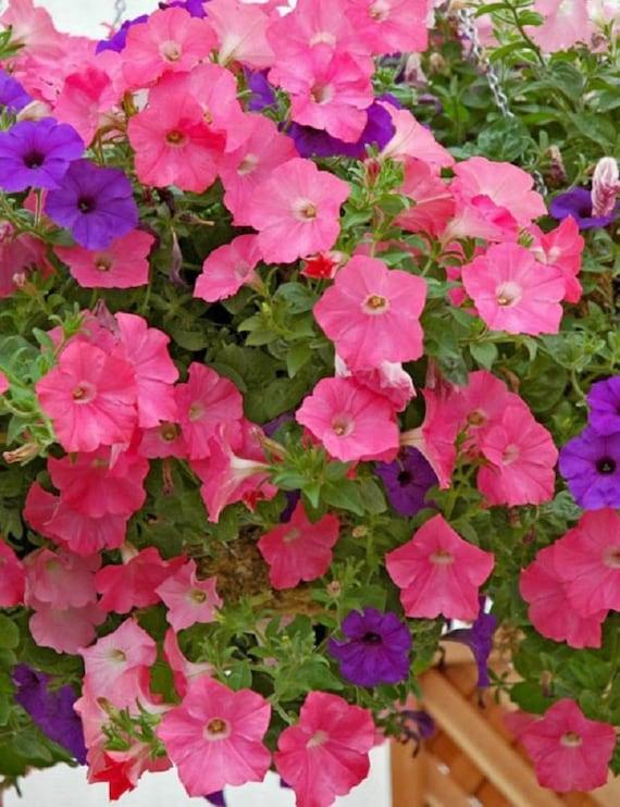 Petunia Easy Wave Beachcomber Mix - View 6 from www redcrocus com