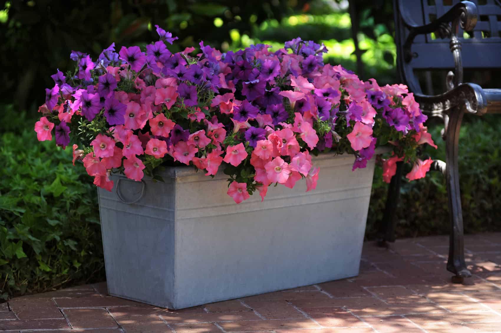 Petunia Easy Wave Beachcomber Mix - View 9 from www redcrocus com