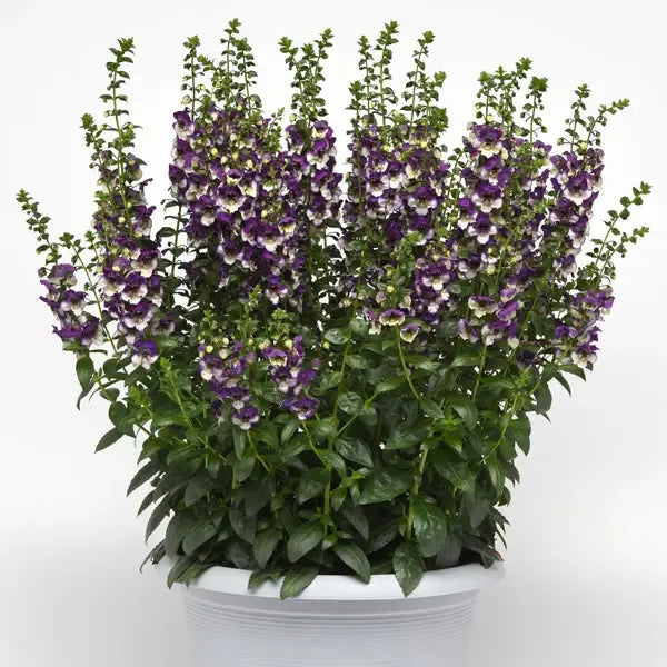 Angelonia 'angeldance Violet Bicolor' - View 11 from www redcrocus com