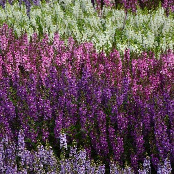 Angelonia 'angeldance Violet Bicolor' - View 12 from www redcrocus com