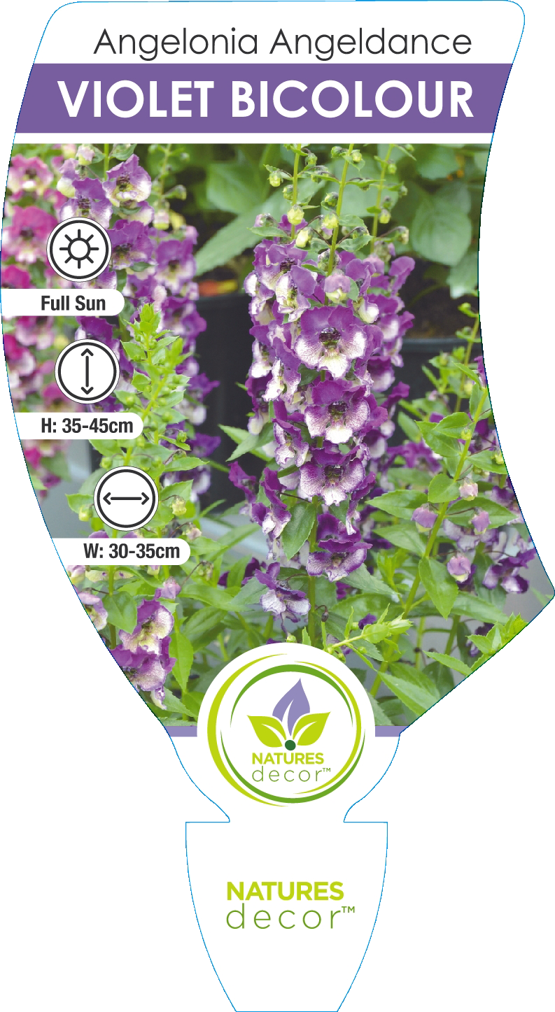 Angelonia 'angeldance Violet Bicolor' - View 13 from www redcrocus com