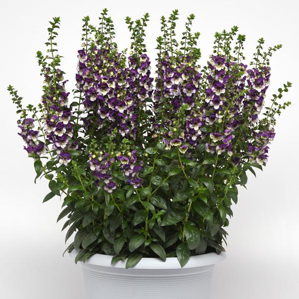 Angelonia 'angeldance Violet Bicolor' - View 14 from www redcrocus com