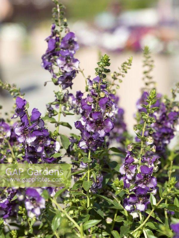 Angelonia 'angeldance Violet Bicolor' - View 16 from www redcrocus com