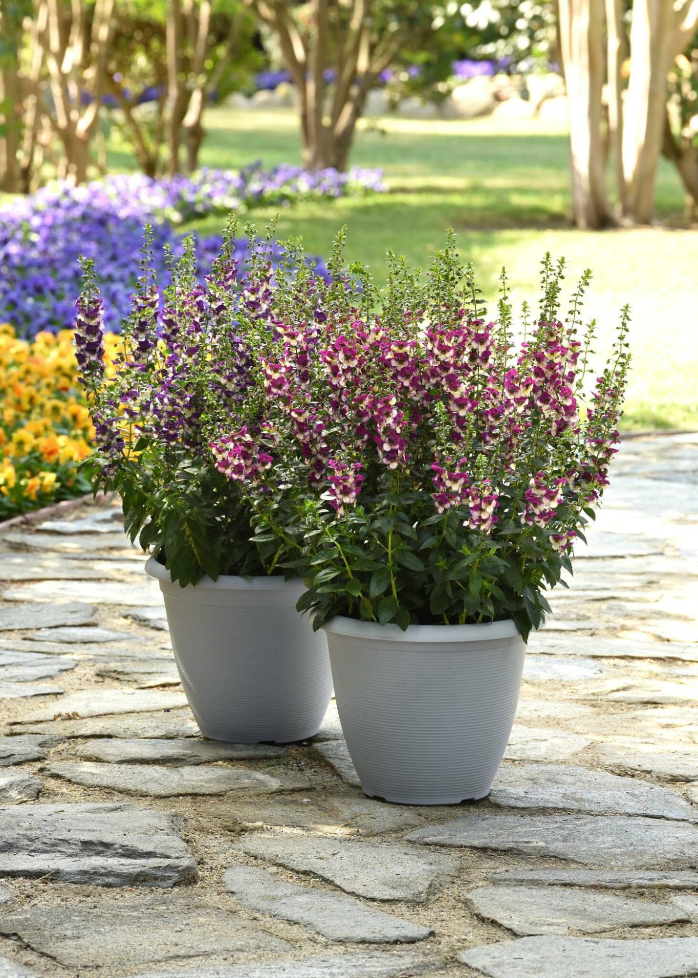 Angelonia 'angeldance Violet Bicolor' - View 17 from www redcrocus com