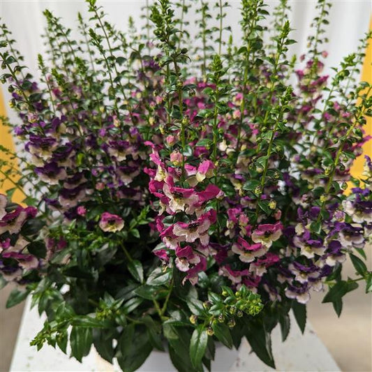 Angelonia 'angeldance Violet Bicolor' - View 1 from www redcrocus com