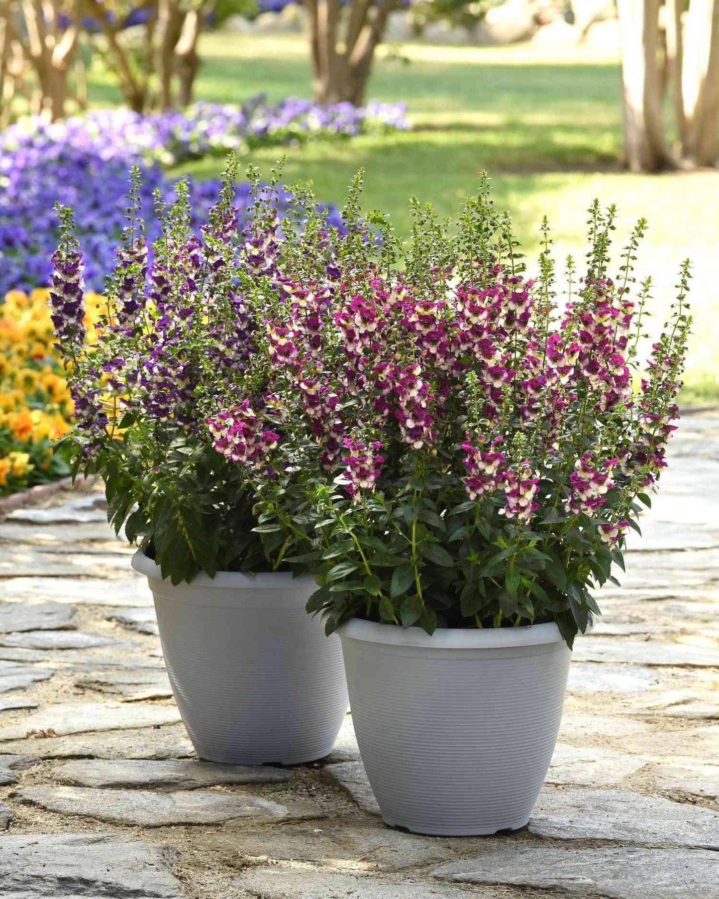 Angelonia 'angeldance Violet Bicolor' - View 20 from www redcrocus com