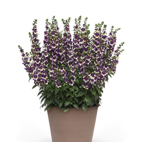 Angelonia 'angeldance Violet Bicolor' - View 3 from www redcrocus com