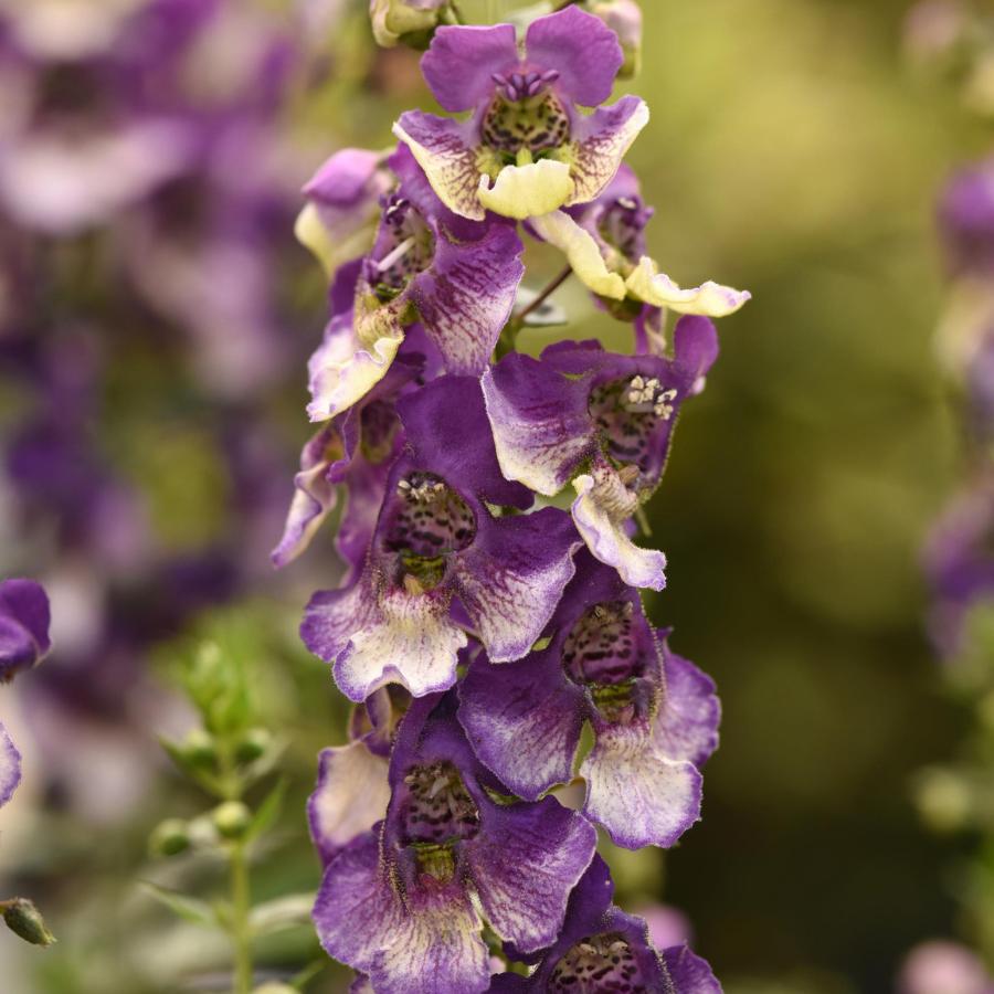 Angelonia 'angeldance Violet Bicolor' - View 4 from www redcrocus com