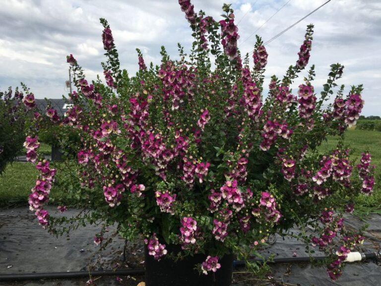 Angelonia 'angeldance Violet Bicolor' - View 7 from www redcrocus com