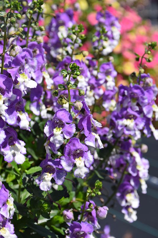 Angelonia 'angeldance Violet Bicolor' - View 8 from www redcrocus com