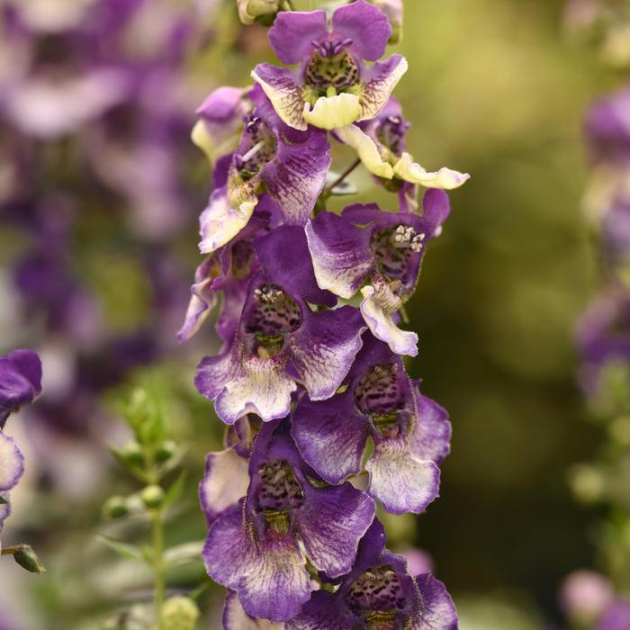 Angelonia 'angeldance Violet Bicolor' - View 9 from www redcrocus com