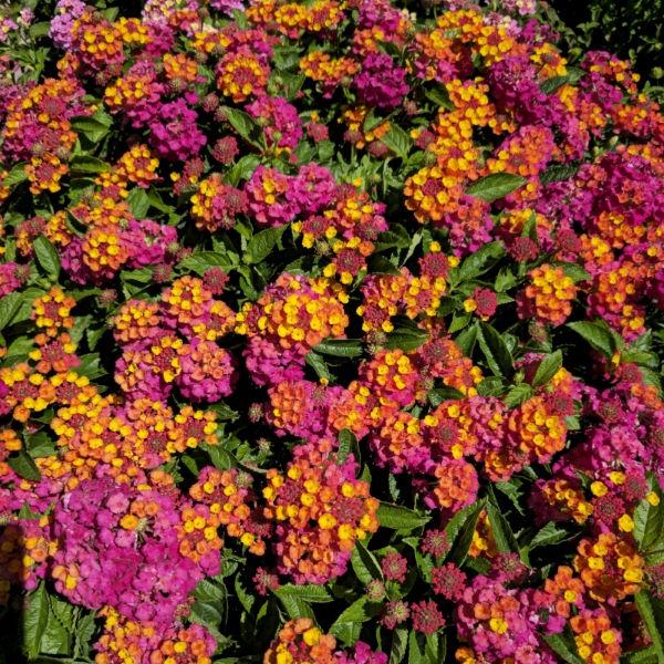 Lantana 'heartland Neon' - View 12 from www redcrocus com