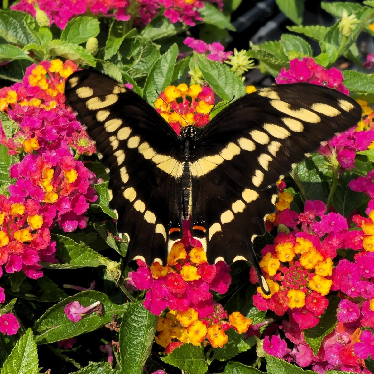 Lantana 'heartland Neon' - View 14 from www redcrocus com