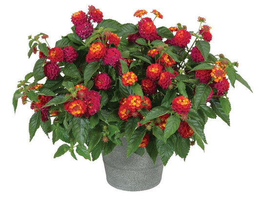 Lantana 'heartland Neon' - View 17 from www redcrocus com