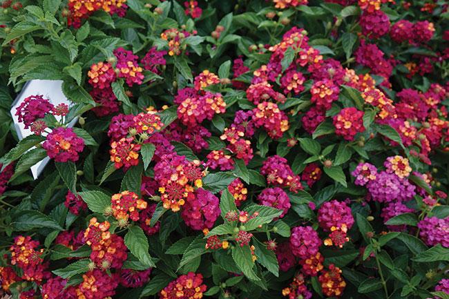 Lantana 'heartland Neon' - View 18 from www redcrocus com