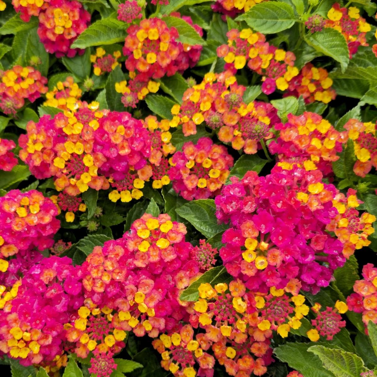 Lantana 'heartland Neon' - View 29 from www redcrocus com