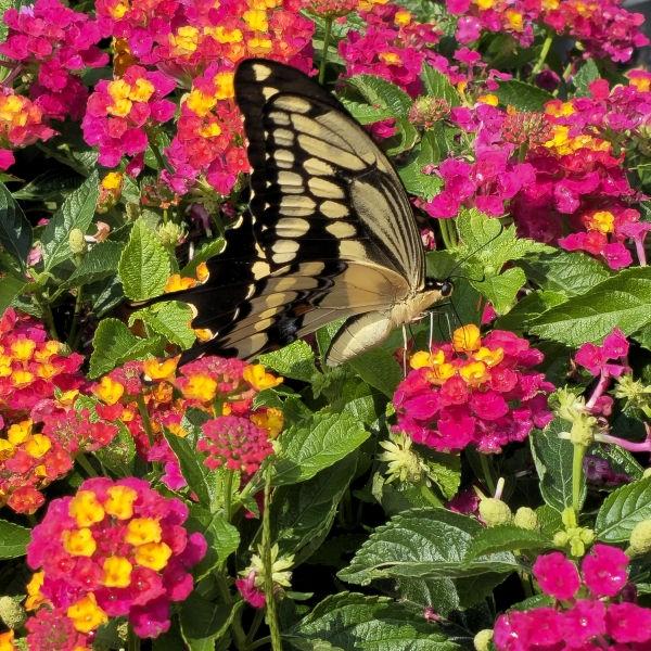 Lantana 'heartland Neon' - View 33 from www redcrocus com