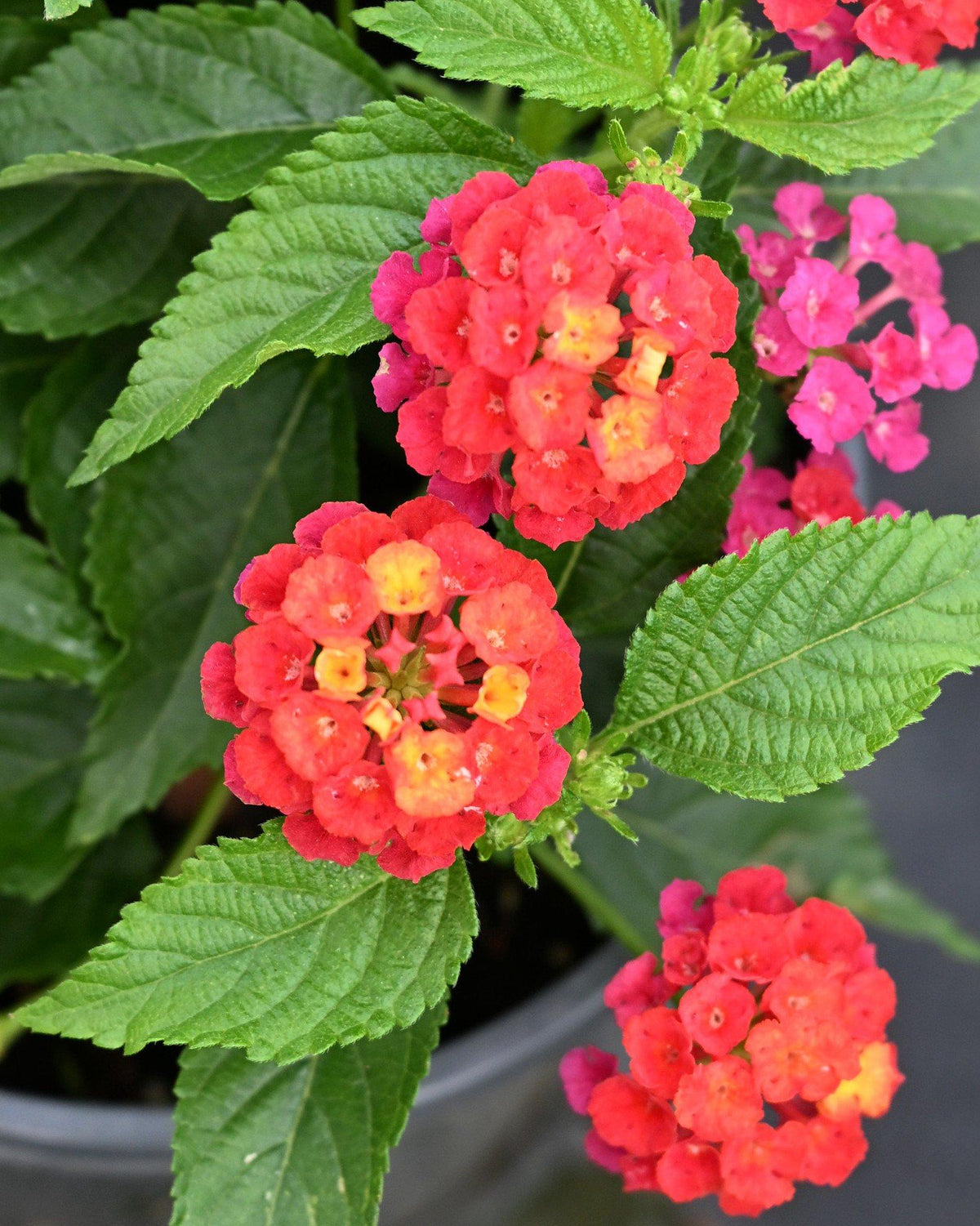 Lantana 'heartland Neon' - View 34 from www redcrocus com