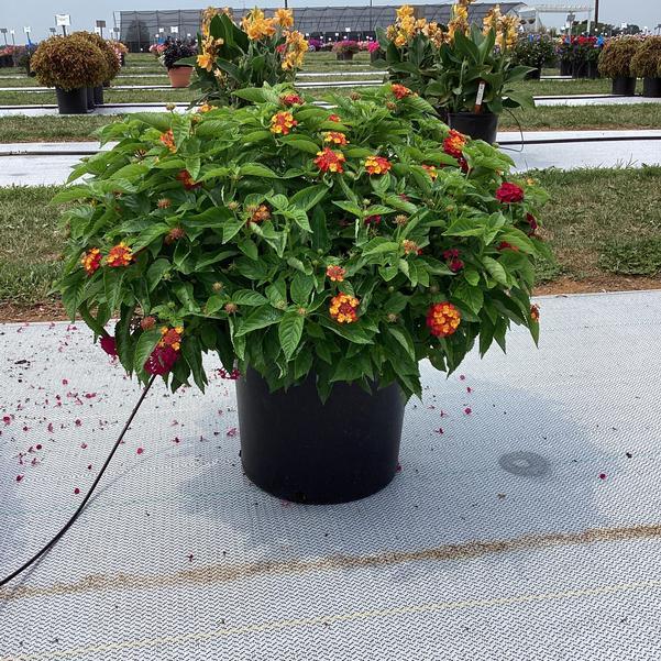 Lantana 'heartland Neon' - View 5 from www redcrocus com