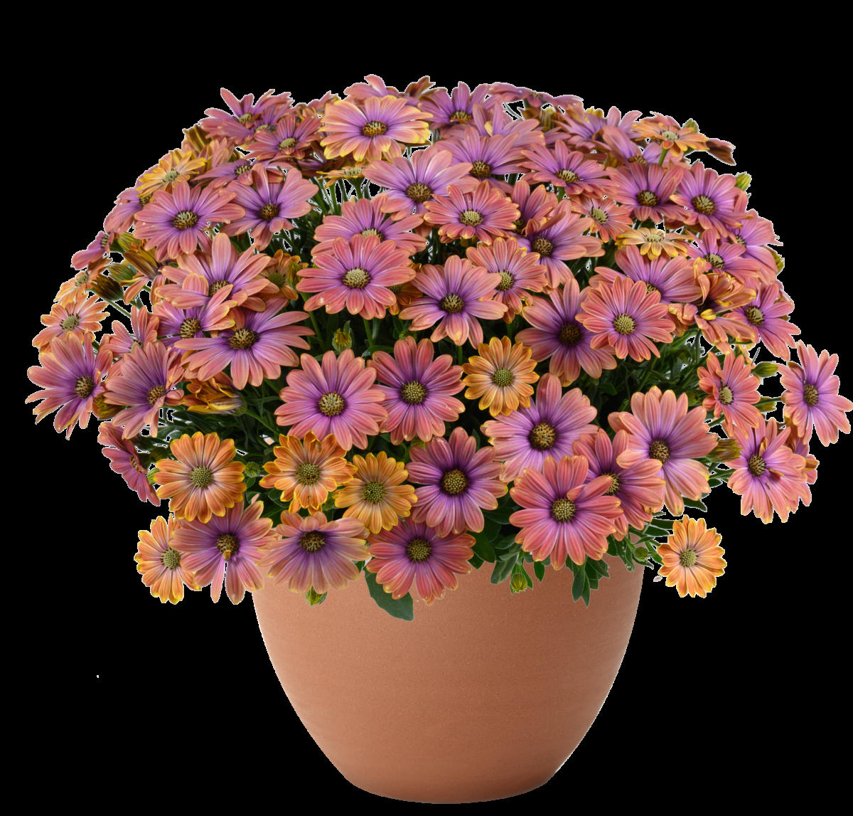 Osteospermum 'besties Devoted Purple' - View 10 from www redcrocus com