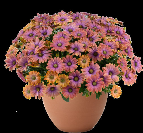 Osteospermum 'besties Devoted Purple' - View 12 from www redcrocus com