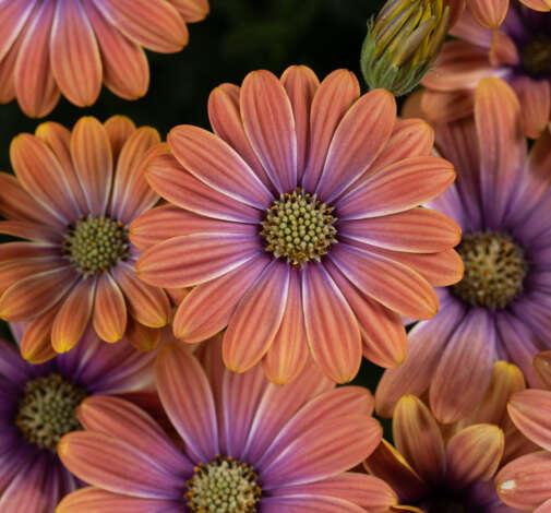 Osteospermum 'besties Devoted Purple' - View 13 from www redcrocus com