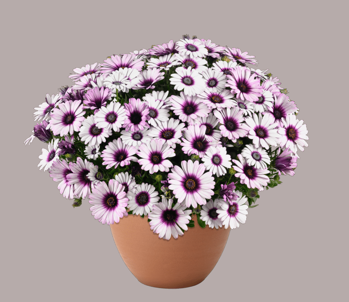 Osteospermum 'besties Devoted Purple' - View 14 from www redcrocus com