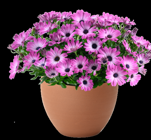 Osteospermum 'besties Devoted Purple' - View 15 from www redcrocus com