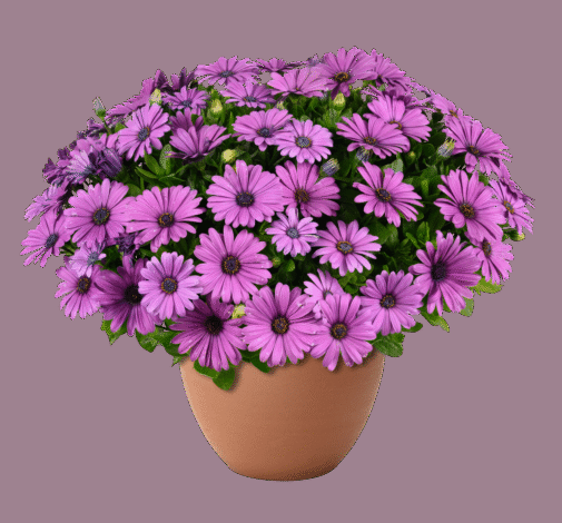Osteospermum 'besties Devoted Purple' - View 16 from www redcrocus com